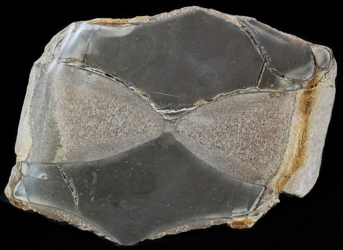 Jurassic Marine Reptile Bone In Cross-Section - Whitby, England #49146